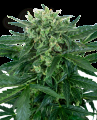 Sensi Seeds - Sensi Amnesia Auto