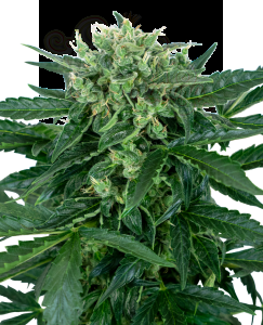Sensi Seeds - Sensi Amnesia Auto