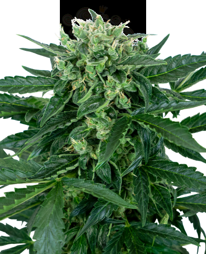 Sensi Seeds - Sensi Amnesia Auto