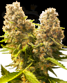 SENSI SEEDS - Banana Kush Cake Auto