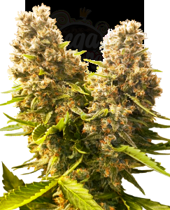 SENSI SEEDS - Banana Kush Cake Auto