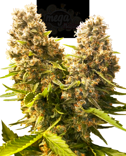 SENSI SEEDS - Banana Kush Cake Auto