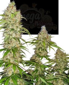 SENSI SEEDS - Banana Kush Cake