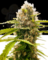 SENSI SEEDS - Mandarin Punch