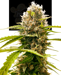 SENSI SEEDS - Mandarin Punch