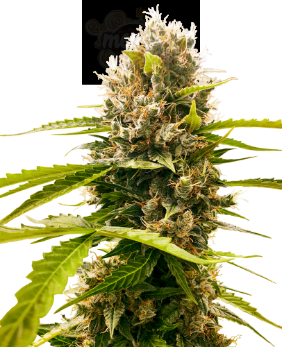 SENSI SEEDS - Mandarin Punch