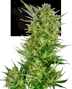 SENSI SEEDS - Buttercream Gelato