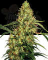 SENSI SEEDS - Mexican Sativa