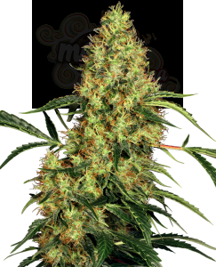SENSI SEEDS - Mexican Sativa