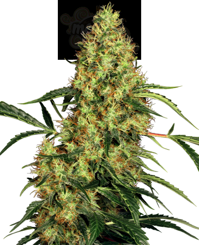 SENSI SEEDS - Mexican Sativa