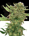SENSI SEEDS - N13 Kush