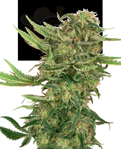SENSI SEEDS - N13 Kush