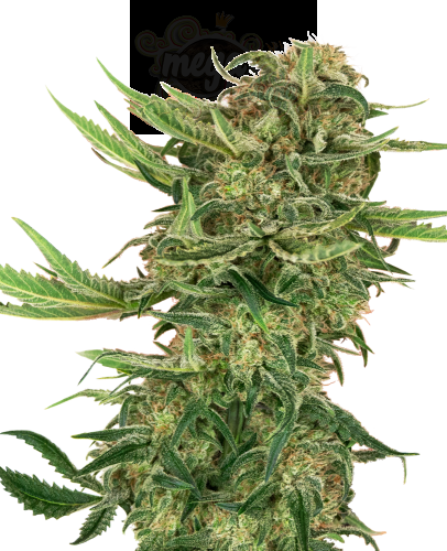 SENSI SEEDS - N13 Kush