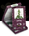 Sensi Seeds - Silver Fire