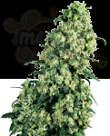 SENSI SEEDS - Skunk #1®