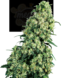 SENSI SEEDS - Skunk #1®