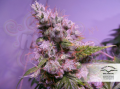 DUTCH PASSION - Auto Euforia®