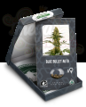 Sensi Seeds - Blue Bullet Auto