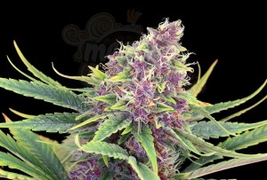 KANNABIA - Purple Kush