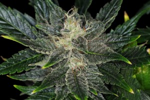 KANNABIA - GORILLA KING AUTO