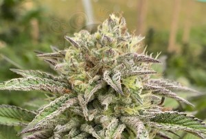 KANNABIA - BREAK-UP CAKE AUTO
