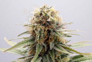 KANNABIA - GSC