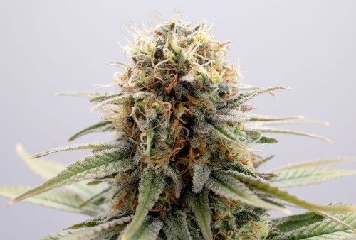 KANNABIA - GSC