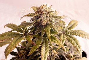 KANNABIA - SPEEDY BOOM AUTO