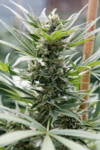 DINAFEM - Cheese