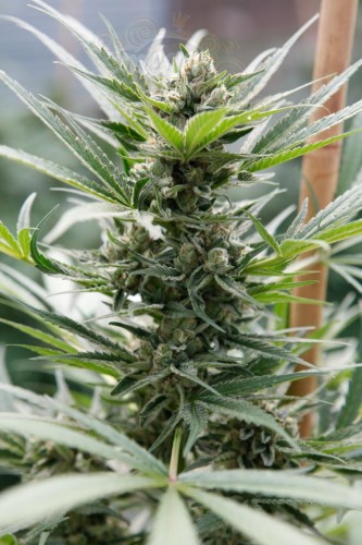 DINAFEM - Cheese
