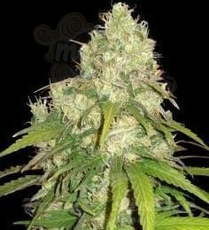 RESERVA PRIVADA - Silver Kush