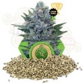 ROYAL QUEEN SEEDS - Northern Light Automatic®
