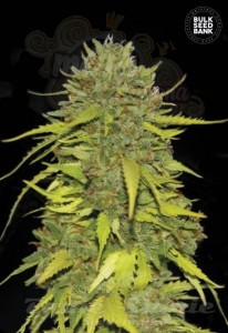 BULK SEED BANK - AK