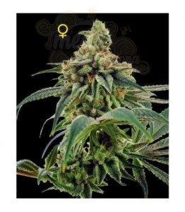 DNA GENETICS - 24 Gold