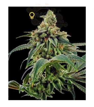 DNA GENETICS - 24 Gold