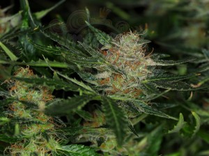KANNABIA - DREAM SHERBET AUTO