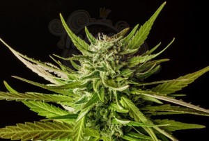 KANNABIA - DOSIDOS Auto
