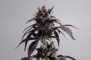 KANNABIA - Ginger Punch Auto