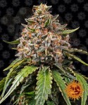 Barney's Farm - White Widow XXL Auto