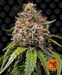 Barney's Farm - White Widow XXL Auto