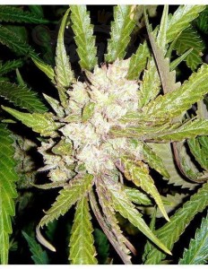 SOMA SEEDS - Sogouda