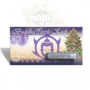 Buddha Seeds - Purple Kush