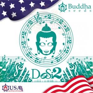 Buddha Seeds - DoSi2