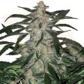 Buddha Seeds - Deimos Auto