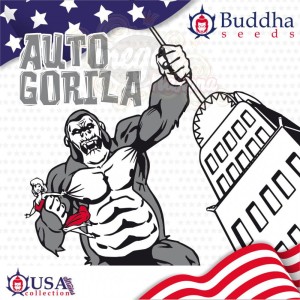 Buddha Seeds - Gorila Auto