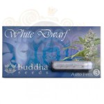 BUDDHA SEEDS - White Dwarf Auto