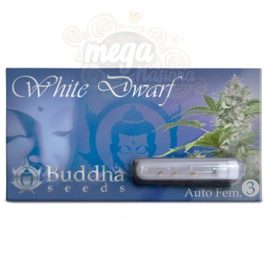 BUDDHA SEEDS - White Dwarf Auto