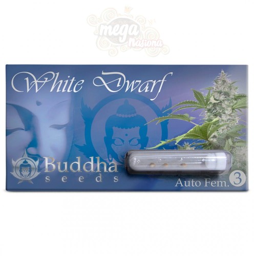 BUDDHA SEEDS - White Dwarf Auto