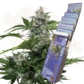 BUDDHA SEEDS - White Dwarf Auto