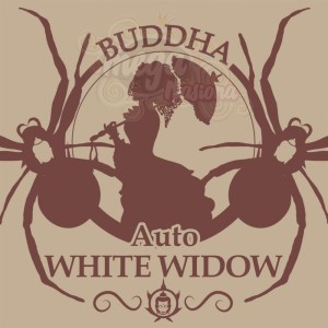 Buddha Seeds - White Widow Auto